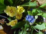 Primula, a yellow double and "Blue Sapphire"