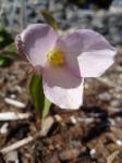 Trillium grandiflorum "Gothenburg Pink"