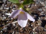 Trillium grandiflorum "Gothenburg Pink"