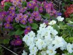 Double Primula