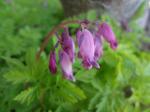 Dicentra formosana