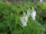 Dicentra formosana 