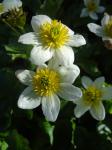 Caltha palustris alba