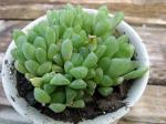 Window Haworthia