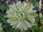 Anemone nemorosa "Monstrosa"