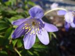 Anemone nemorosa "Mart's Blue"