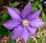 Clematis