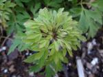 Anemone nemorosa 'Virescens'