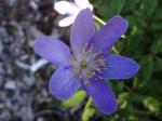 Anemone nemorosa "Venkel"