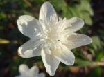 Anemone nemorosa "Vestal"