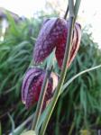 Fritillaria meleagris