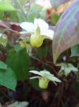 Epimedium x versicolor 'Sulphureum'