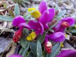 Polygala chamaebuxus 'Grandiflora' 