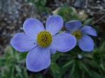 Anemone trullifolia