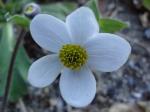 Anemone trullifolia white