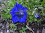 Gentiana acaulis