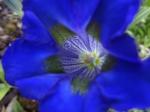 Gentiana acaulis