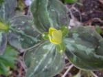 Trillium sessile yellow