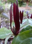 Trillium sessile red