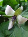 The Trillium I call a "Monster trillium"