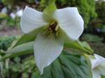 Trillium (I think it's "Flexipes")