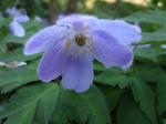 Anemone nemorosa "Robinsoniana"