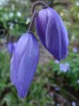 Meconopsis quintuplinerva