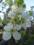 Plum tree blooms