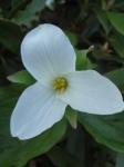 Trillium grandiflorum