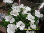 Dianthus?