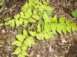 Christmas Fern