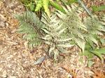 Japanese Painted fern
