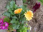 Gerbera Daisy