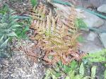  ? fern.