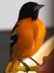 Baltimore Oriole