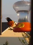 Baltimore Oriole