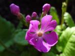 Primula sieboldii