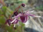 Epimedium grandiflorum "Lilafee"