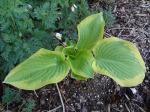 Hosta "Delta Dawn"