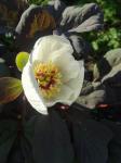 Paeonia obovata