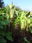 Arisaema triphyllum