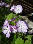 Primula sieboldii