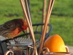 House Finch