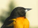 Baltimore Oriole