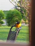 Baltimore Oriole