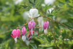 Bleeding Hearts....