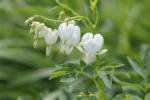 Bleeding Hearts...