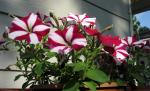 Wave Petunias