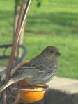 Female Housefinch