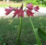 Crinum